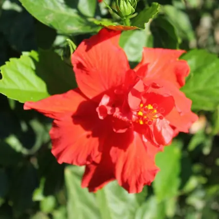 بيت للعطل Casa Alessia