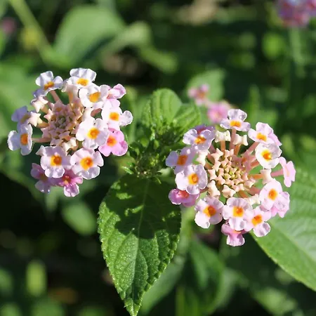 Дом отдыха Casa Alessia Вилласимиус