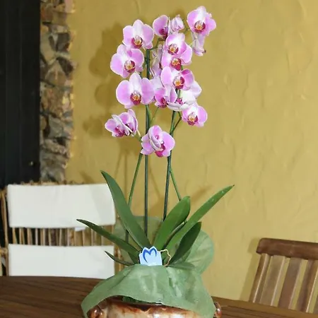 Casa Alessia Вилласимиус